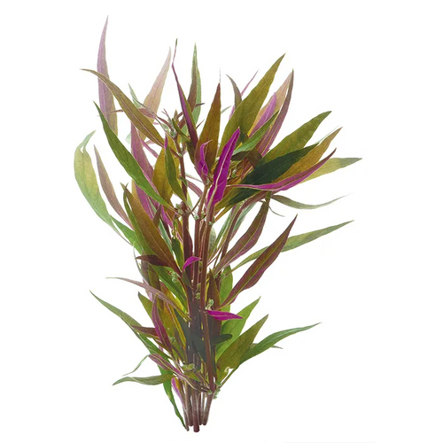 Pisces Live Plant Telanthera Emerse Grown Plants (110430)
