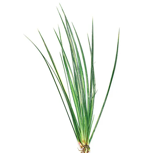 Pisces Live Plant Variegated Rush - Bunches Emerse Grown Plants (110435)