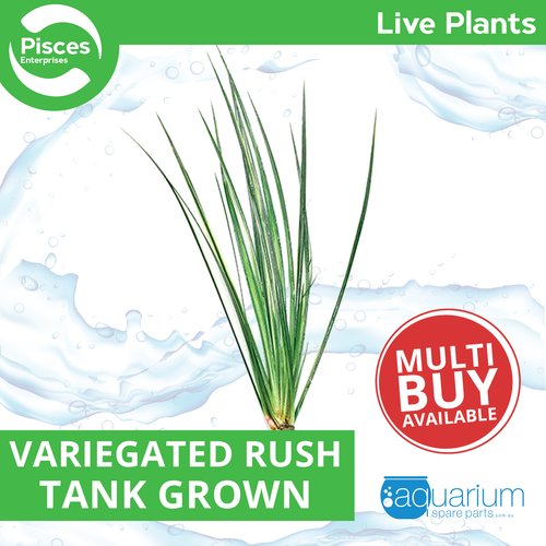 Pisces Live Plant Variegated Rush - Bunches Emerse Grown Plants (110435)