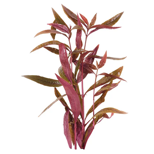 Pisces Live Plant Violet Emerse Grown Plants (110440)