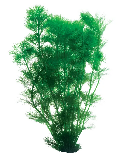 Pisces Live Plant Ambulia Tank Grown Plants (110100)
