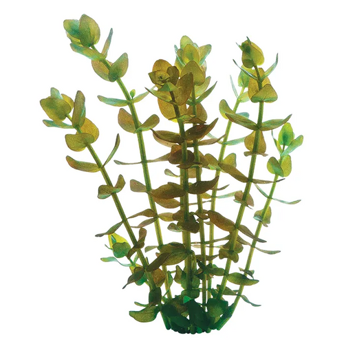 Pisces Live Plant Bacopa Tank Grown Plants (110110)
