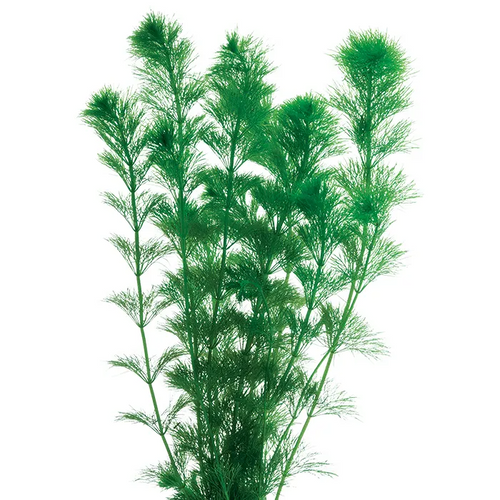 Pisces Live Plant Giant Ambulia Tank Grown Plants (110150)