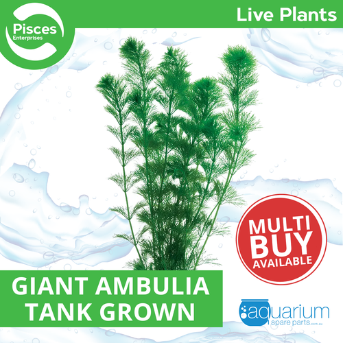Pisces Live Plant Giant Ambulia Tank Grown Plants (110150)