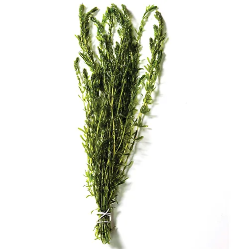 Pisces Live Plant Hydrilla Tank Grown Plants (110175)