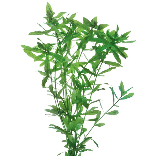 Pisces Live Plant Hygrophila Tank Grown Plants (110185)