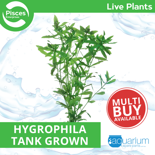 Pisces Live Plant Hygrophila Tank Grown Plants (110185)