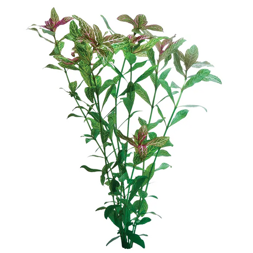 Pisces Live Plant Hygrophila Tank Grown Plants (110190)