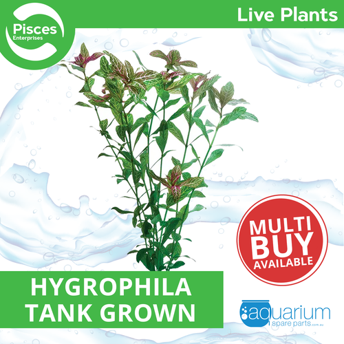 Pisces Live Plant Hygrophila Tank Grown Plants (110190)
