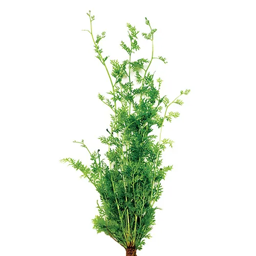 Pisces Live Plant Lace Fern Tank Grown Plants (110370)