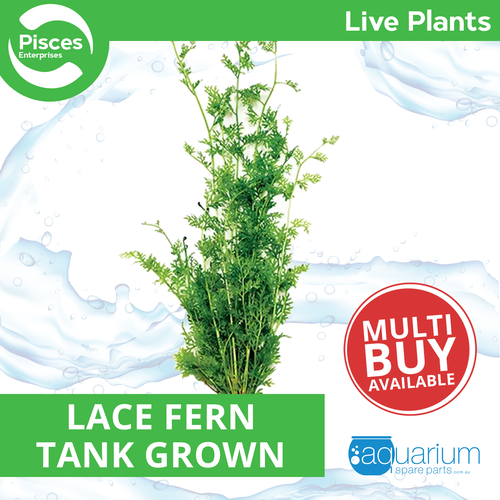 Pisces Live Plant Lace Fern Tank Grown Plants (110370)