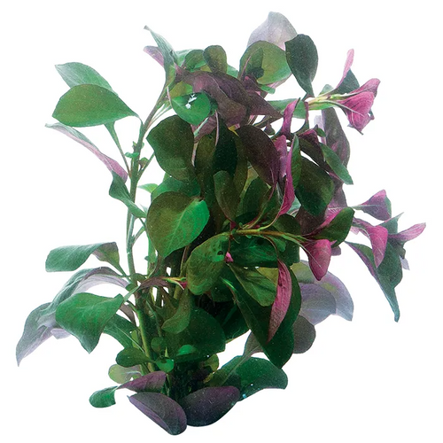 Pisces Live Plant Ludwigia Tank Grown Plants (110195)