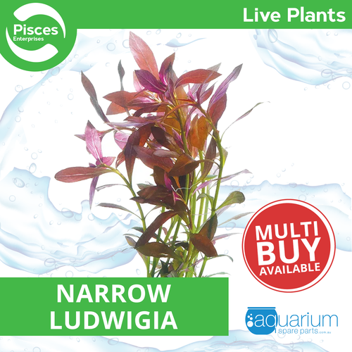 Pisces Live Plant Narrow Ludwigia Tank Grown Plants (110225)