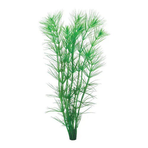 Pisces Live Plant Pine Needle  - Hydrotriche Tank Grown Plants (110180)