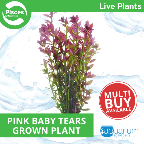 Pisces Live Plant Pink Baby Tears Tank Grown Plants (110230)