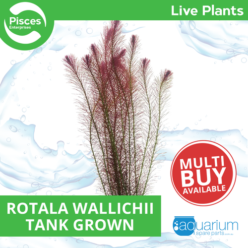 Pisces Live Plant Rotala Wallichii Tank Grown Plants (110235)