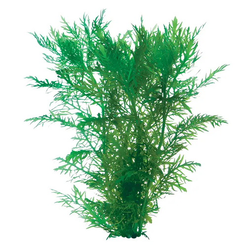 Pisces Live Plant Wisteria Tank Grown Plants (110250)