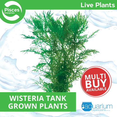 Pisces Live Plant Wisteria Tank Grown Plants (110250)