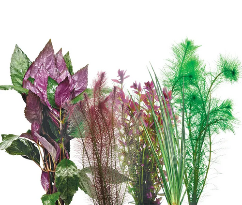 Pisces Live Plant Budget Bunches - Value Assortments (110505)