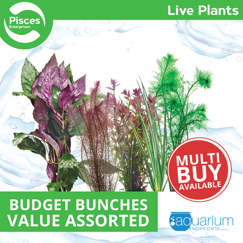 Pisces Live Plant Budget Bunches - Value Assortments (110505)