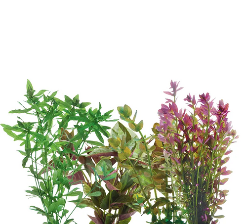 Pisces Live Plant Emerse Grown Bunches - Value Assortments (110520)