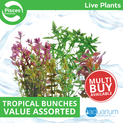 Pisces Live Plant Tropical Bunches Value Assortments (110530)