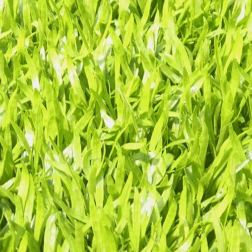 Pisces Live Plant Lilaeopsis Mats Plant Mats (110747)