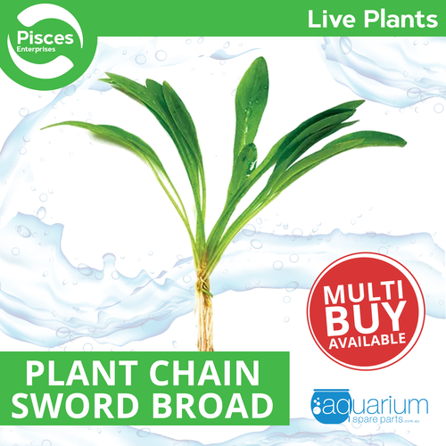 Pisces Live Plant Chain Sword - Broad (110640)
