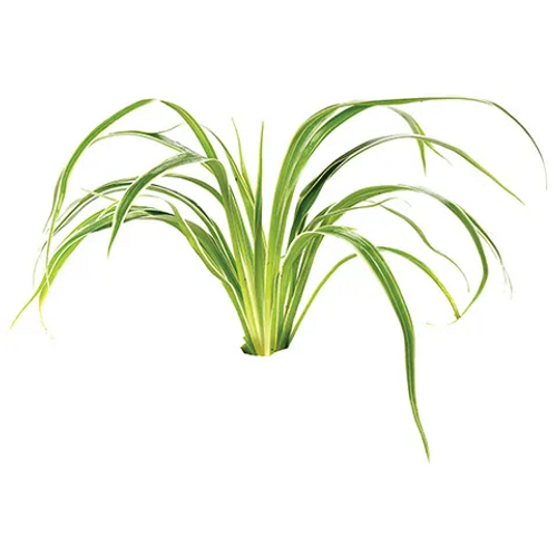 Pisces Live Plant Chlorophytum (110655)