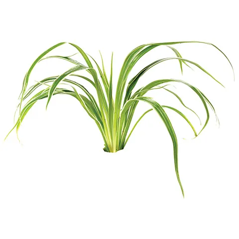 Pisces Live Plant Chlorophytum (110655)