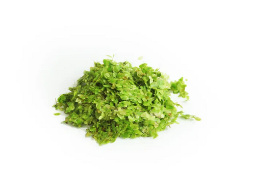 Pisces Live Plant Duckweed Bags (110665)