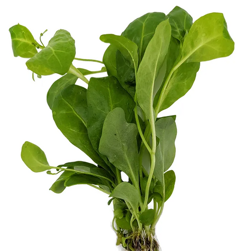 Pisces Live Plant Water Rose (110850)