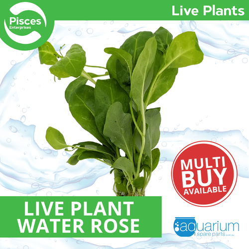 Pisces Live Plant Water Rose (110850)