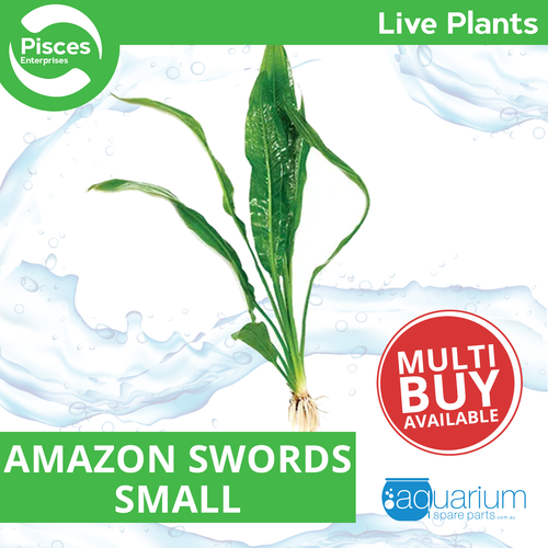 Pisces Live Plant Amazon Swords - Small (111200)