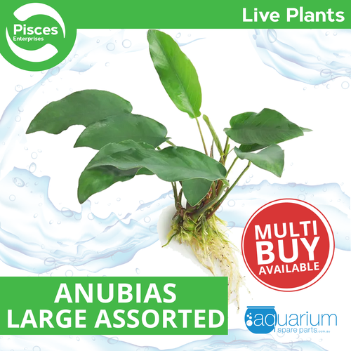 Pisces Live Plant Anubias - Large Assorted (111225)