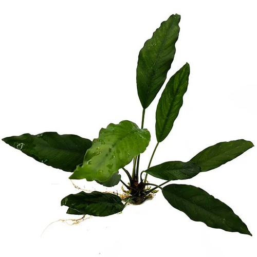 Pisces Live Plant Anubias Afzelli (111230)