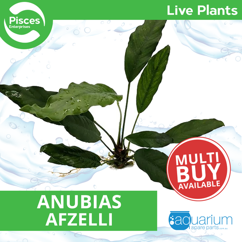 Pisces Live Plant Anubias Afzelli (111230)