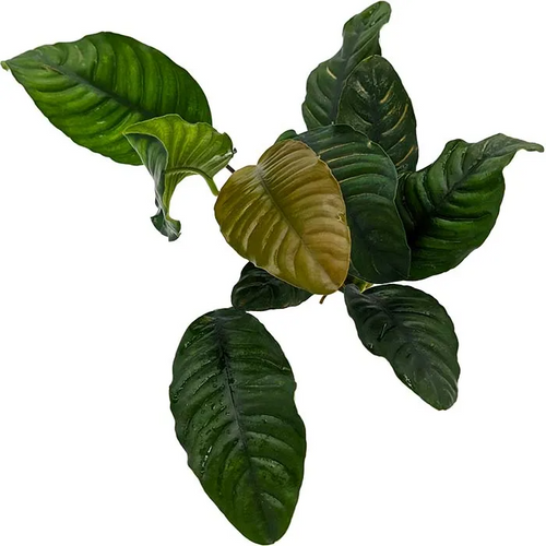 Pisces Live Plant Anubias Coffeefolia (111232)
