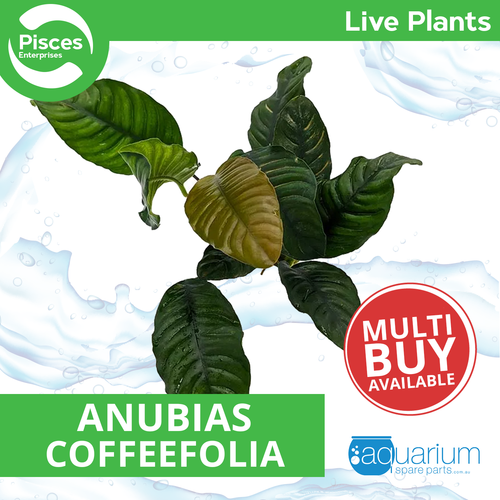 Pisces Live Plant Anubias Coffeefolia (111232)