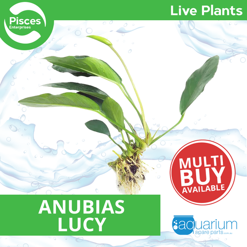 Pisces Live Plant Anubias Lucy (111243)