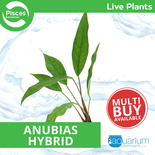 Pisces Live Plant Anubias Hybrid (111245)