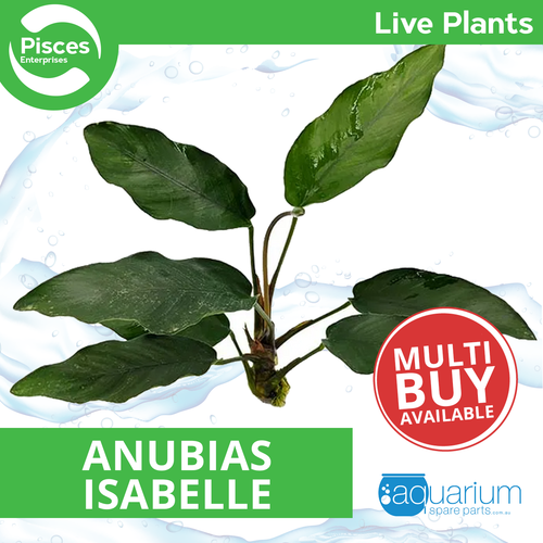 Pisces Live Plant Anubias Isabelle (111246)