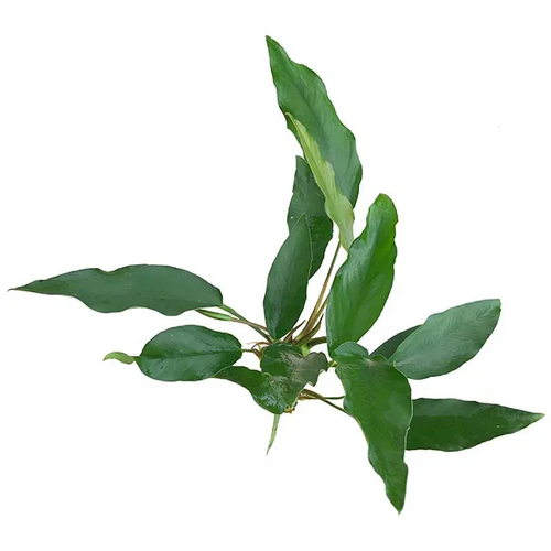 Pisces Live Plant Anubias Lisa (111248)