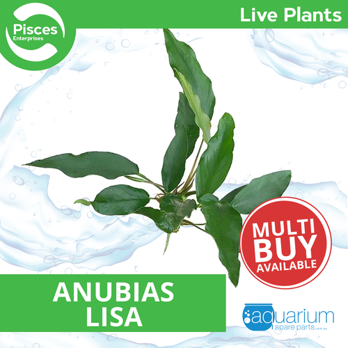 Pisces Live Plant Anubias Lisa (111248)