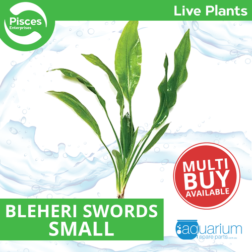 Pisces Live Plant Bleheri Swords - Small (111265)