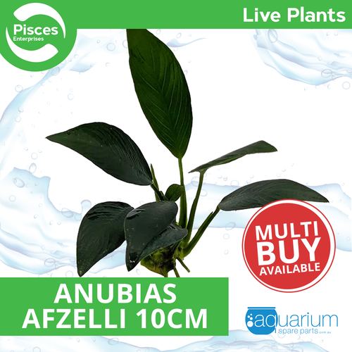 Pisces Live Plant Anubias Afzelli Ot - 10cm  (150115)
