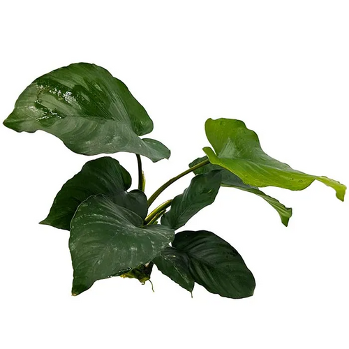 Pisces Live Plant Anubias Barteri (New) - 10-20cm  (150130)