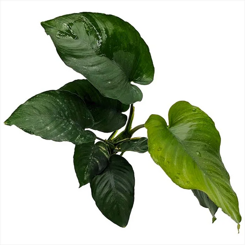 Pisces Live Plant Anubias Barteri (New) - 20-30cm  (150135)