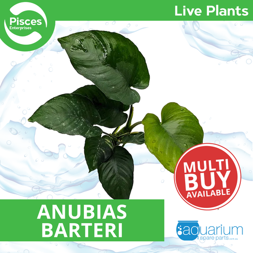 Pisces Live Plant Anubias Barteri (New) - 20-30cm  (150135)
