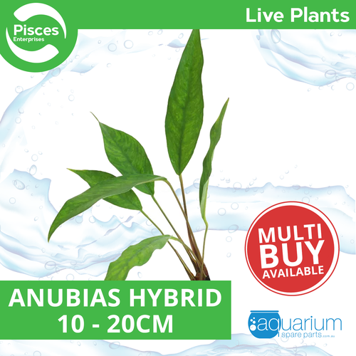 Pisces Live Plant Anubias Hybrid 10-20cm (150195)